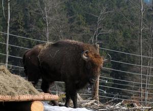 Bild vergr&ouml;&szlig;ern: Wisent Egnar