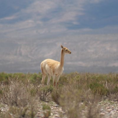 Bild vergr&ouml;&szlig;ern: 2008-1 pumamarca sa lama foto natascha senftleben