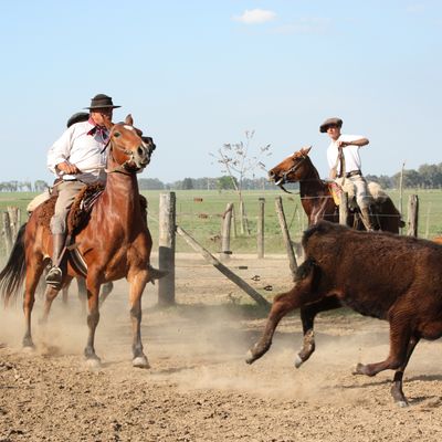 Bild vergr&ouml;&szlig;ern: 2008-10 estancia el omb&uacute; foto natascha senftleben