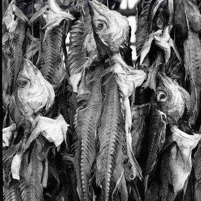 Bild vergr&ouml;&szlig;ern: Islandfisch
