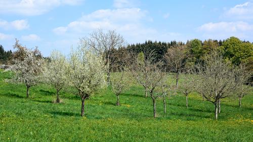 Bild vergr&ouml;&szlig;ern: Streuobstwiese
