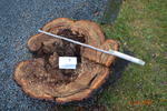 Bild vergrößern: An Baumstumpf ist zu erkennen, dass der Baum sehr geschädigt war. Ein Zollstock liegt auf und misst den Hohlraum.