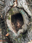 Bild vergrößern: Der Baumstamm weist eine Höhlung auf und ist somit geschädigt.