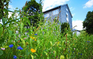 Bild vergr&ouml;&szlig;ern: Blumenwiese im Vordergrund, Rathaus Stadt Bad Berleburg im Hintergrund