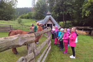 Bild vergr&ouml;&szlig;ern: Lamas