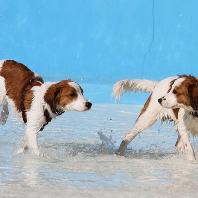 Bild vergr&ouml;&szlig;ern: Hundeschwimmen