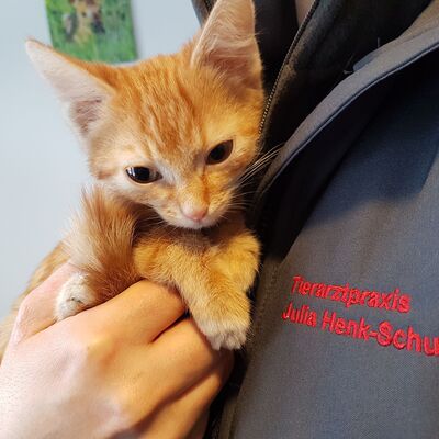 Bild vergr&ouml;&szlig;ern: Im Bild sieht man eine kleine Katze auf dem Arm eines Therapeuten.