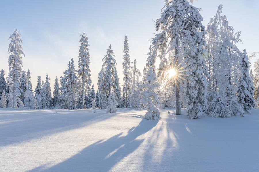 Bild vergrößern: Winter Wald Sonne