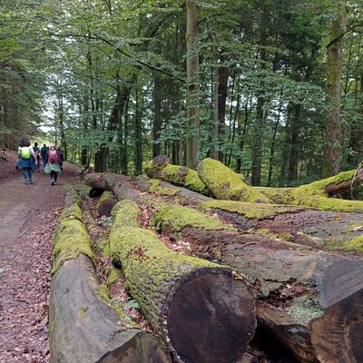 Bild vergr&ouml;&szlig;ern: Autor und Moderator Manuel Andrack war mit etwa 20 Wanderern unterwegs auf dem zertifizierten Premium-Spazierwanderweg �M�rchenspur�.