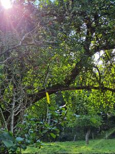 Bild vergrößern: Apfelbaum auf einer Wiese mit durchbrechendem Sonnenlicht. An einem Ast ist ein gelbes Band als Symbol für die Ernteaktion befestigt.