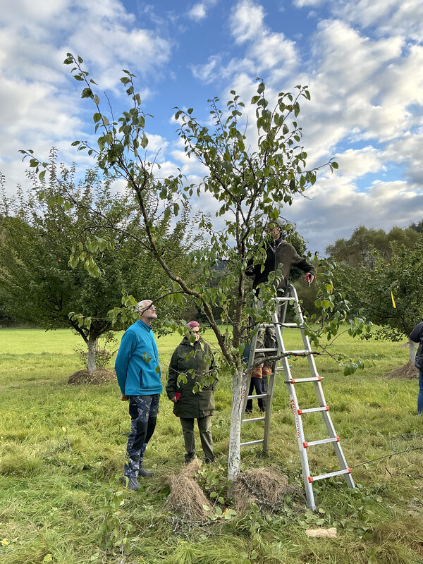 Bild vergr&ouml;&szlig;ern: Workshop Obstb&auml;ume