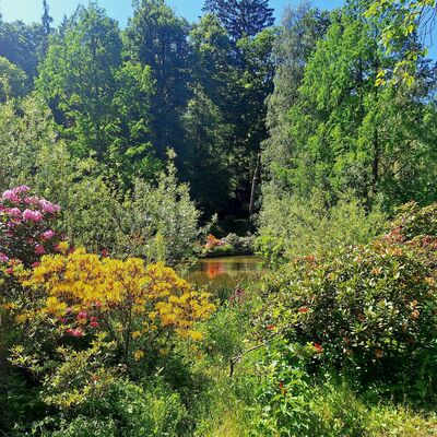 Bild vergr&ouml;&szlig;ern: Im Bild sieht man einen Teil des Schlo&szlig;parkes in seiner vollen Bl&uuml;tenpracht. Im Vordergrund sieht man bl&uuml;hende Rhododendronstr&auml;ucher und im Hintergrund sieht man ein St&uuml;ck des Teiches im Schlo&szlig;park.