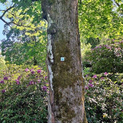 Bild vergr&ouml;&szlig;ern: In der Mitte des Bildes sieht man einen gro&szlig;en Baumstamm. Auf dem Baumstamm sieht man das Wegzeichen f&uuml;r den Kneipp-Terrainweg "Wasserspur". Dies ist ein gro&szlig;es W, welches in unterschiedlichen Blaut&ouml;nen gezeichnet ist. Im Hintergrund sieht man einen pink bl&uuml;henden Rhododendronstrauch.