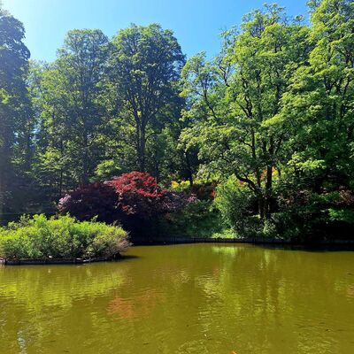Bild vergr&ouml;&szlig;ern: Im Bild sieht man mittig einen Teil des Teiches im Schlo&szlig;park. Auf der linken Seite ist eine gr&uuml;ne Insel mit Pflanzen zu sehen und im Hintergrund ein wundersch&ouml;ner Baumbestand.