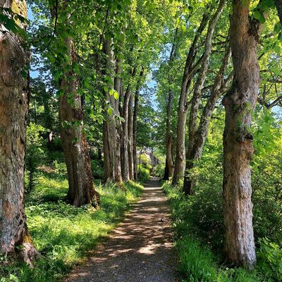 Bild vergr&ouml;&szlig;ern: Im Bild sieht man die wundersch&ouml;ne Baumallee mit einem alten Baumbestand an den Seiten des Weges.