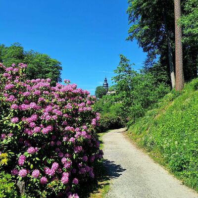 Bild vergr&ouml;&szlig;ern: Im Bild sieht man auf der linken Seite den Weg der durch den Schlo&szlig;park f&uuml;hrt. Im Hintergrund sieht man Schlo&szlig; Berleburg auf der linken Seite einen gro&szlig;en Rhododendronstrauch mit pinkfarbenen Bl&uuml;ten.