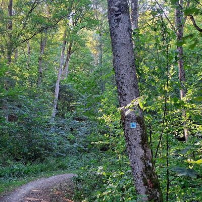 Bild vergr&ouml;&szlig;ern: Man schaut auf den Wanderweg umgeben von gr&uuml;nen B&uuml;schen und B&auml;umen. Auf der rechten Seites des Weges steht ein Baum, hier erkennt man das Wanderschild Wasserspur - Kneipp Terrainweg.