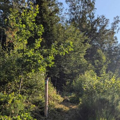Bild vergr&ouml;&szlig;ern: Man schaut auf einen kleinen Wanderpfad. Rechts und links des Weges sieht man B&uuml;sche und Str&auml;ucher und einen Holzpfahl mit der Wanderwegmarkierung Wasserspur - Kneipp Terrainweg.