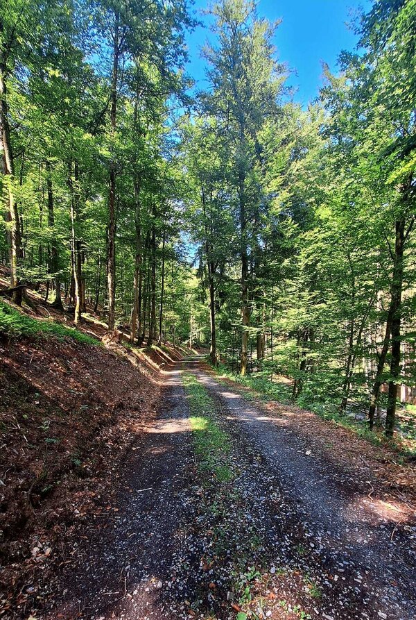 Bild vergr&ouml;&szlig;ern: Man schaut direkt auf einen Waldweg der durch einen Mischwald f&uuml;hrt. Rechts und links des Weges stehen gro&szlig;e B&auml;ume