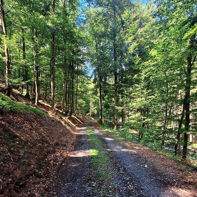 Bild vergr&ouml;&szlig;ern: Man schaut direkt auf einen Waldweg der durch einen Mischwald f&uuml;hrt. Rechts und links des Weges stehen gro&szlig;e B&auml;ume