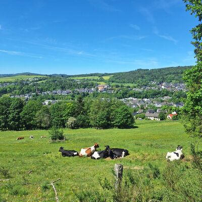 Bild vergr&ouml;&szlig;ern: Im Vordergrund des Bildes sieht man eine Kuhherde auf einer Weide liegen. Im Hintergrund schaut man auf das Schloss Berleburg und Teile der Ober- und Unterstadt.