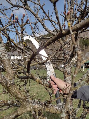 Bild vergr&ouml;&szlig;ern: Obstbaumschnitt