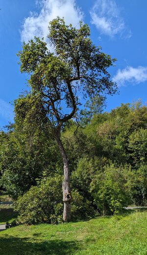 Bild vergr&ouml;&szlig;ern: Es ist ein gro&szlig;er, alter Apfelbaum vor blauem Himmel zu sehen.