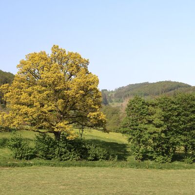 Bild vergrößern: Diese besondere Eiche nahe der Ortschaft Wemlighausen hat eine goldfarbene Herbstfärbung. Sie steht am Waldrand auf einer Wiese.