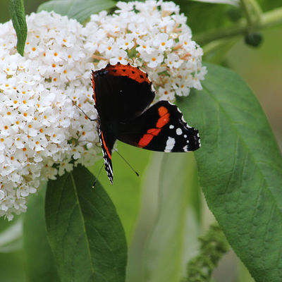 Bild vergrößern: En schwarz-roter Schmetterling hat sich auf einer weiß blühenden Blume niedergelassen.